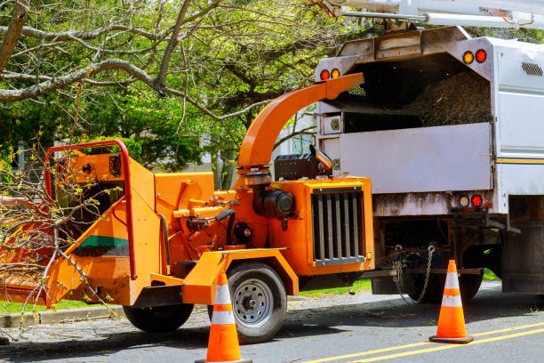 Professional  Tree Services in Valatie, NY