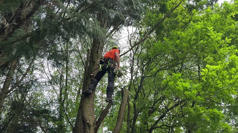 Best Tree Disease Treatment  in Valatie, NY